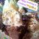 Neeta Bhatt का कुकस्नैप जब उन्होंने सिज़्लिंग ब्राउनी विद आइसक्रीम (sizzling brownie with ice cream recipe in Hindi) बनाया था।