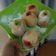 Cooksnap dari Inayahrl untuk resep Donat Bomboloni (Takaran SDM)