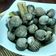 Cooksnap dari Kancil Hup Hup untuk resep KERANG DARA REBUS SIMPEL
