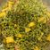 Jayshree Vora's cooksnap of when they made લીલી ચોળી બટેટાનું શાક (Lili Chori Bataka Shak Recipe In Gujarati).