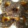 Cooksnap dari Samy untuk resep Donat Tape singkong