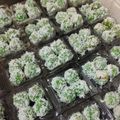 Cooksnap dari Nurul Art untuk resep 507. Klepon Durian