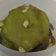 Cooksnap dari juliani1 untuk resep Green tea Almond Crispy