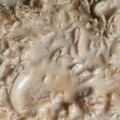 olga huecias 's cooksnap of when they made Pechuga de pollo con salsa de queso crema y chile chipotle.
