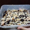 Cooksnap dari kholafiyani untuk resep Puding Roti Oreo Kukus
