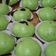 Cooksnap dari Handayani Indah untuk resep Bakpao pandan isi kacang hijau