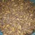 Cooksnap dari silvi setiawati untuk resep PikLumLatoos (kripik lumpia)