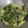 Cooksnap dari Umma Humaira untuk resep Gulai daun singkong