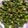Bibhasini Patra's cooksnap of when they made Simple okra stir fry.