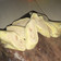 Cooksnap dari Me_Maw untuk resep Chicken Egg Roll (Hokben KW)