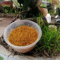 Cooksnap dari Mamah AL untuk resep Serundeng Kelapa