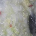 Cooksnap dari Aliya untuk resep Sayur Sawi Putih Cah Telor