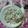 El cooksnap de Fernanda Aldana cuando hizo Risotto con setas.
