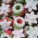 Cooksnap dari Umma Nazidhan untuk resep Kue Putri Ayu Cantik
