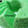 Cooksnap dari anitta damayanti untuk resep Bolu Kukus Nutrijel- Matcha