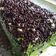 Cooksnap dari masayu aliyah untuk resep Brownies Kukus Ny.Liem