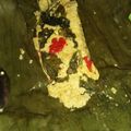 Cooksnap dari Asri Nurwendahsari untuk resep Pepes Tahu Kemangi