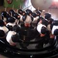 douglas4hillary's cooksnap of when they made March of the penguins, olive and cheese bites.