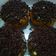 Cooksnap dari Rina Triyana untuk resep Bola-bola donat ubi ungu gluten free (●'▽'●)ゝ