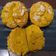 Cooksnap dari Mama Elga untuk resep Muffin Labu Kuning