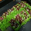 Cooksnap dari Fitri Purwantika untuk resep Brownis pandan kukus ceres
