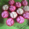Cooksnap dari Sofia untuk resep Kue Mangkok