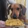 El cooksnap de Nadia cuando hizo Torta para perros🐶🎂.