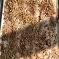 Cooksnap από Takis Liveris στη συνταγή Φρυγανιά από τη Ζάκυνθο