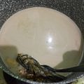 Cooksnap dari Tirai Ummu Syaddad untuk resep Bubur Kacang Ijo Khas Madura