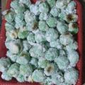 Cooksnap dari Tri Rahayu untuk resep 273. Klepon Ketan Isi Gula Merah Kenyal No Kapur Sirih