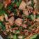 Cooksnap dari Meeting Lampu untuk resep Tumis jamur tiram sawi ijo+tahu