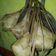 Cooksnap dari Iin Handayani untuk resep Ketupat Pasti Jadi #BikinRamadanBerkesan