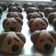 Cooksnap dari Sri Mulyani untuk resep Milo Doggies Cookies