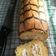Cooksnap dari Nur Daniati untuk resep Swiss Roll aka Bolu Gulung Ekonomis (Lembut, Lentur, sprt Kapas)