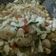 Cooksnap dari iis anggraini untuk resep ★ Tongseng Ayam ★