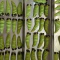 Cooksnap dari Vionita Devy untuk resep Kuker catterpillar🐛🌿