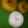 Cooksnap dari Thedar untuk resep Donat Menul