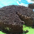 Cooksnap dari Reni Iwan untuk resep Bolu susu milo 1 telur