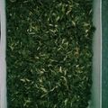 Bina Talati का कुकस्नैप जब उन्होंने होममेड कसूरी मेथी की विधि (Homemade kasuri methi ki vidhi recipe in Hindi) बनाया था।