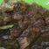 Cooksnap dari Indah Adawiyah untuk resep SATE GORENG DAGING SAPI #kitaberbagi