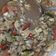 Cooksnap dari Gina Ardityabrata untuk resep Tumis Jamur Kancing