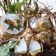 Cooksnap dari Clarissa's Kitchen untuk resep Ketupat Irit (Hemat) Gas (Setengah Jam Aja)