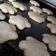 El cooksnap de Jesica Pignal cuando hizo Galletitas o masitas para celiacos sin azúcar.