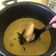 Cooksnap dari YeniV untuk resep Opor Ayam Khas Jogja