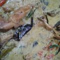Cooksnap dari Ferda Nia untuk resep Mangut Lele