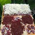 Cooksnap dari madam Alta untuk resep Cake potong