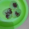Cooksnap dari Titi Prihatini untuk resep Kue Cubit Teflon