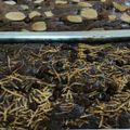 Cooksnap dari Flow untuk resep Brownies 1/2 kilo