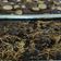 Cooksnap dari Flow untuk resep Brownies 1/2 kilo