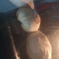 El cooksnap de MARIAELENADAMIANO cuando hizo Pan.